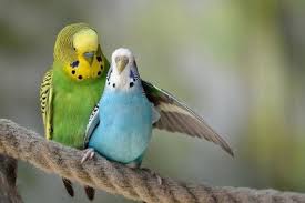 Birdz Parakeet Bluebird Greenbird Muhabbet Kuslari Cok Sirin Hayvanlar Komik Hayvan