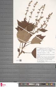 Image result for Triumfetta cordifolia