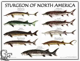 adopt a sturgeon friends of the st clair river