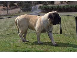 See more ideas about mastiffs, english mastiff, mastiff puppies. Is A 250 Lb English Mastiff Dog In Its Prime Stronger Than The Average Adult Human Quora