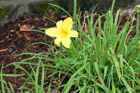 Check spelling or type a new query. Hemerocallis Lilioasphodelus Hemerocallis Flava Lemon Lily Yellow Lily Clump Forming Perennial Ornamental Herb With Strap Shaped Leaves And Yellow Trumpet Shaped Flowers Stock Photo Picture And Royalty Free Image Image 83079622