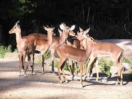Wir freuen uns, von ihnen zu hören. Aepyceros Melampus Impala In Zoo Hannover