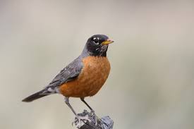 Debuting in detective comics no. American Robin Portland Audubon