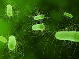 The most common symptom is sudden, severe diarrhea that is often. E Coli The Latest Pathogen Involved In A Multi State Outbreak