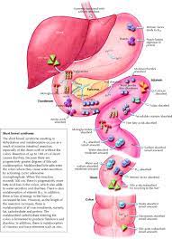 Gi Tract Sites Of Absorption Diagram Http Www Shortgutsupport Com Articles How The Intestine Works Php Physiology Anatomy And Physiology Nursing Tips