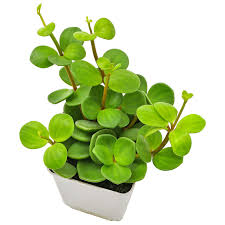Image result for Peperomia tetraphylla