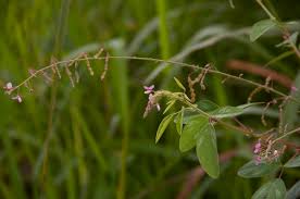 Image result for Desmodium tortuosum