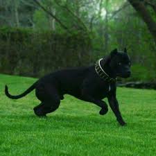 Check spelling or type a new query. American Pit Bull Terrier Images Uploaded By Users Screen Recorder