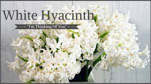 Uncertainty, chivalry, respect or unrequited love, return my affection; Funeral Flowers And Their Meanings The Ultimate Guide Love Lives On