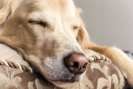 Hunde müssen eine menge wachsen, wenn sie jung sind! Wann Werden Golden Retriever Ruhiger Goldenr De