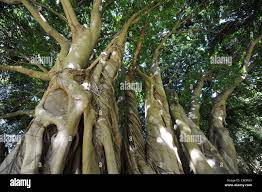 Image result for Ficus craterostoma