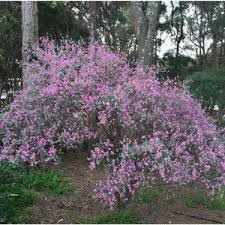 Image result for Indigofera hewittii