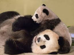 Dernier code promo zooparc de beauval en août 2021: Le Petit Panda Yuan Meng Du Zoo De Beauval Sera Visible Du Public Le 13 Janvier 2018 Sciences Et Avenir
