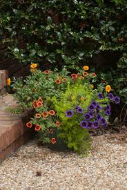 .lafayette lafayette, la, lafayette on tripadvisor: Proven Winners Superbells Punch Varieties Big Color For Savannah Garden