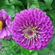 Pin On Flowers Seeds