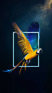 Parrot Uhd Wallpaper Download From Wallpixel App Wallpaper Animal Phone Wallpaper Pinterest Com Parrots Art Parrot Wallpaper Wild Animal Wallpaper