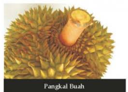 Siapa kata daun durian tiada gunanya. Varieti Durian Durio Zibethinus Fastgrow Fertilizer