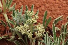 Image result for Cyphostemma paucidentatum