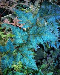 Image result for Selaginella dregei
