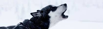 Sonst wird er das bellen sich selber. 5 Tipps Fur Ein Training Gegen Ubermassiges Bellen Deines Hundes