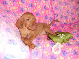 Browse designer puppies for sale in northern california. Hungarian Vizsla Puppies For Sale Fresno Ca 225730