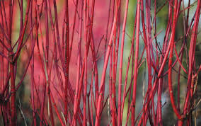 It is also referred to as red osier dogwood, western dogwood and redstem dogwood. Plant Hightlight Dogwoods Loma Vista Nursery