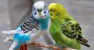 33 Gambar Burung Kakak Tua Kartun Berwarna Nama Untuk Burung Kakak Tua Lelaki 12 Gambar Julukan Download Rio Film Wikipedia Ba Gambar Burung Kartun Burung