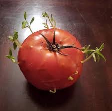 Once sprouted, okra grows very quickly. Seedlings Sprouting From A Tomato Seeds Germinating Inside A Tomato Is Called Vivipary Mildlyinteresting