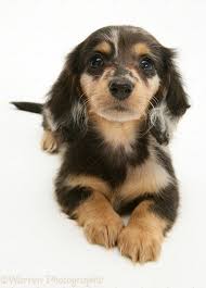 Long Haired Dapple Dachshund Wp10433 Silver Dapple Miniature Long Haired Dachshund Pup Dachshund Puppies Long Haired Dachshund Dachshund Dog