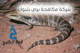 شركه مكافحه برص بتبوك البرص من الحشرات والزواحف التى تتواجد فى الارض والمزروعات وعلى الحوائط وفى الاماكن المهجوره وفى كل اركان ال donut recipes tabuk animals