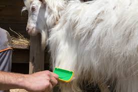 Students butcher a goat for the first time as part of their farm training for overseas aid work. What Is Pashmina All You Want Know About Pashmina Angad Creations