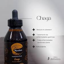Chaga — Mycellium