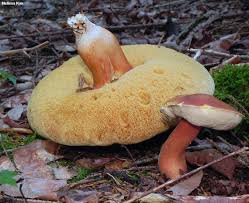 Image result for Xanthoconium sp.