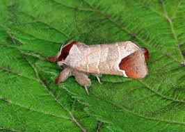 Image result for Clostera curtula