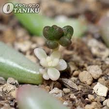 オタクとタニク Ssブログ