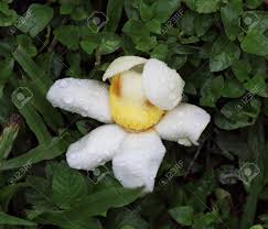 Image result for Lecythidaceae