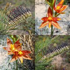 Image result for Ypsilopus erectus