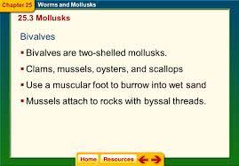 Chapter 25 Worms and Mollusks - ppt video online download