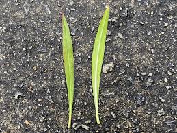 Image result for Hermannia micropetala