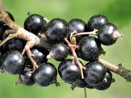The blackcurrant or black currant (ribes nigrum) is a woody shrub in the family grossulariaceae grown for its berries. à¤¬ à¤² à¤• à¤•à¤° à¤° à¤Ÿ à¤« à¤²à¤¸ à¤¬ à¤• à¤« à¤¯à¤¦ à¤à¤µ à¤¨ à¤•à¤¸ à¤¨ Health Benefits Of Black Currant à¤¹ à¤² à¤¸ à¤µ à¤¸ à¤¥ à¤¯