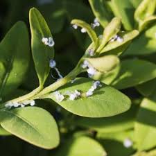 Pflanzenschutztipp Spritzung Gegen Buchsbaumblattfloh Baum Blatter Buche Baum Schadlinge Im Garten