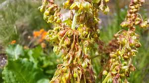 Image result for Rumex ruwenzoriensis