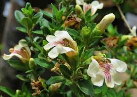 Image result for Sclerochiton