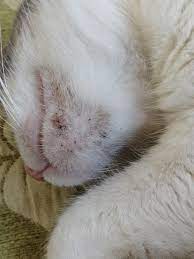 Many lumps, cancerous or not, look similar if the lump is in a position that makes it tricky to remove, your cat may need treatment at a specialist veterinary hospital. What Is This On My Cat S Chin My Cat Has Always Had These Black Bumps On Her Chin But They Got Worse This Summer Her Vet Told Me Its Petcoach