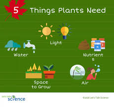 Before you want the plant to flower, cut it back and induce a rest period when watering and fertilizer is reduced, and the plant is kept cool (about 50 f to 55 f). Needs Of Plants Let S Talk Science