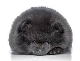 You may also want to check out scottish dog names and british dog names, too, if you're liking the idea of a name from that region of the world. K L Female Puppy Names For Adorable Dogs