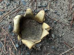 Image result for Scleroderma geaster