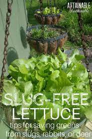 Growing Lettuce In Containers Specifically Hanging Containers Is A Great Way To Vegetable Garden Planning Vegetable Garden Planner Organic Vegetable Garden