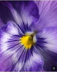 Pin By Tatiana Voloshina On Ribbon Embroidery Flower Pictures Pansies Flowers Flowers Photography