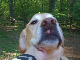 Black And Grey Spotted Dog Dog Lips Thread Need Opinions Pink Spot Of Ranger S Lip Dogs Spotted Dog Best Dogs